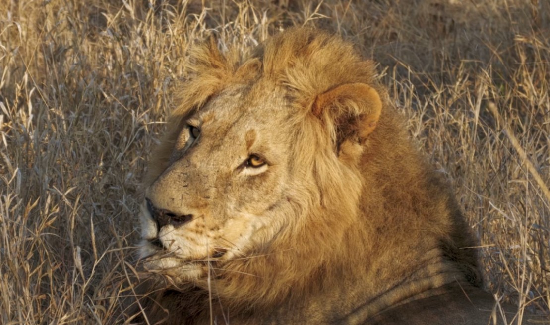 Sudafrica